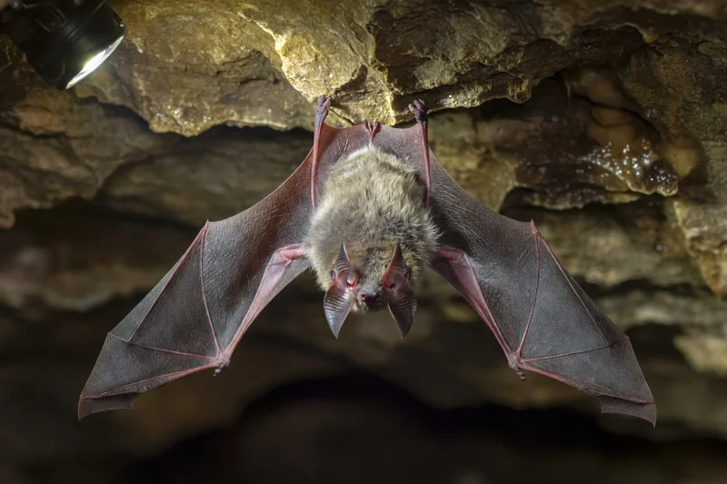 Chauve-souris suspendue à une voûte de grotte calcaire, membrane des ailes déployée, éclairée par la lampe frontale d'un spéléologue