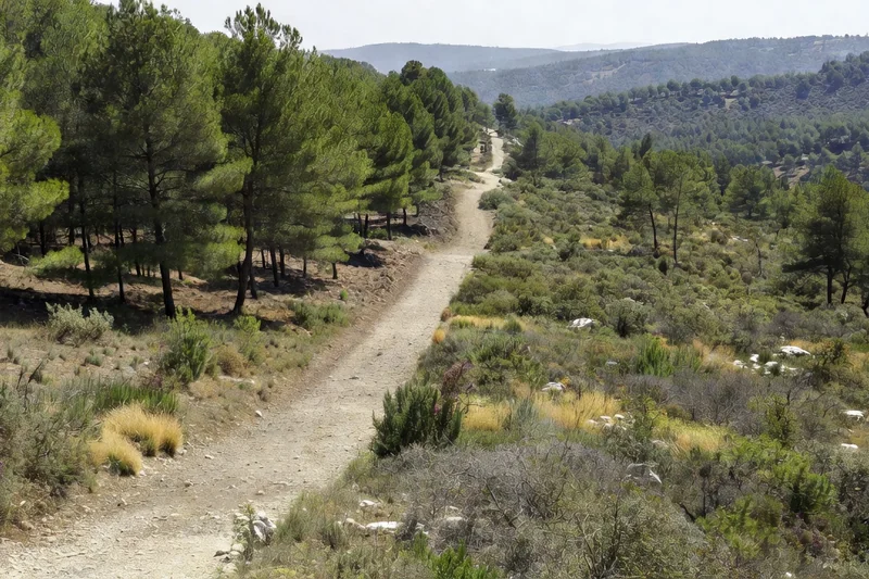 Coupe-feu débroussaillé entre une pinède et la garrigue sèche sur un versant de la Drôme provençale