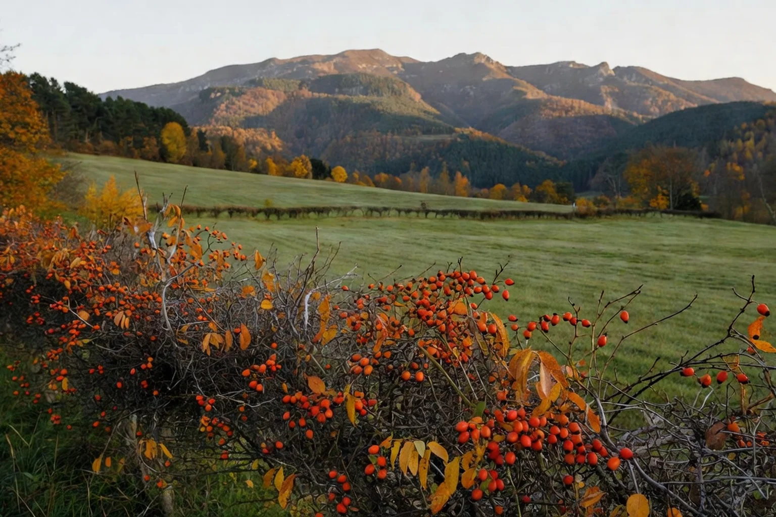 Haie bocagère du Vercors en automne, branches chargées de cynorrhodons rouge orangé